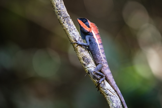 El camaleón de asia en el árbol.