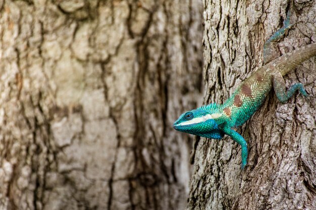 Camaleón azul en zona tropical en el árbol.