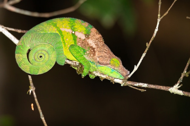 Camaleón colorido en un primer plano en la selva tropical de Madagascar.