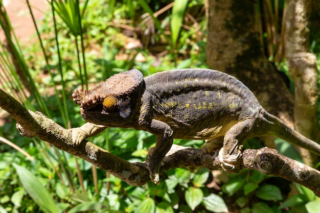 Camaleón colorido en una rama en un parque nacional en la isla de Madagascar