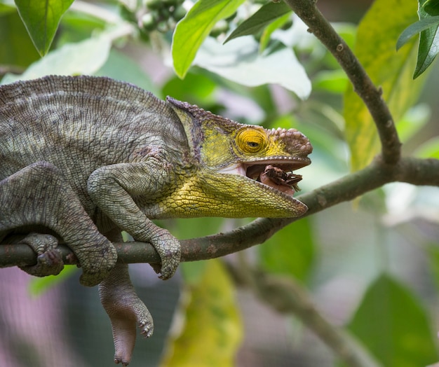 El camaleón está comiendo insectos. De cerca. Madagascar.