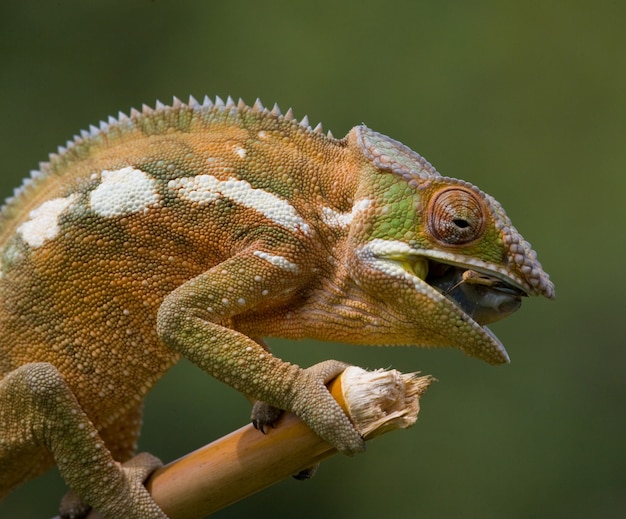 El camaleón está comiendo insectos. De cerca. Madagascar.