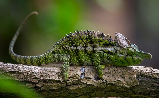 El camaleón está sentado en una rama. Madagascar.