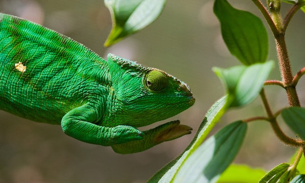 El camaleón está sentado en una rama. Madagascar.