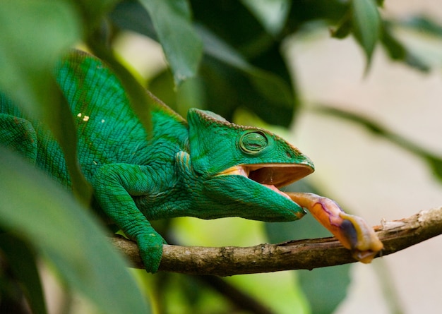 El camaleón está sentado en una rama. Madagascar.