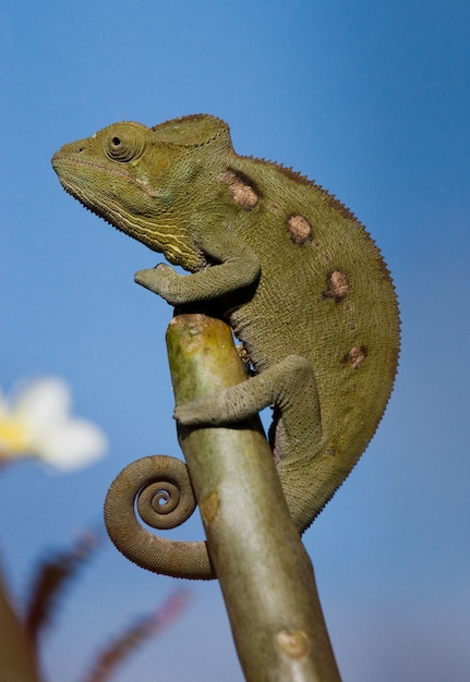 El camaleón está sentado en una rama. Madagascar.