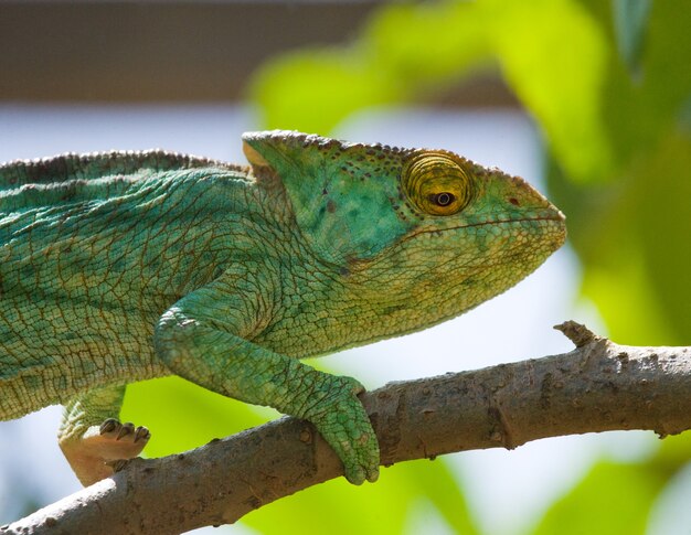 El camaleón está sentado en una rama. Madagascar.