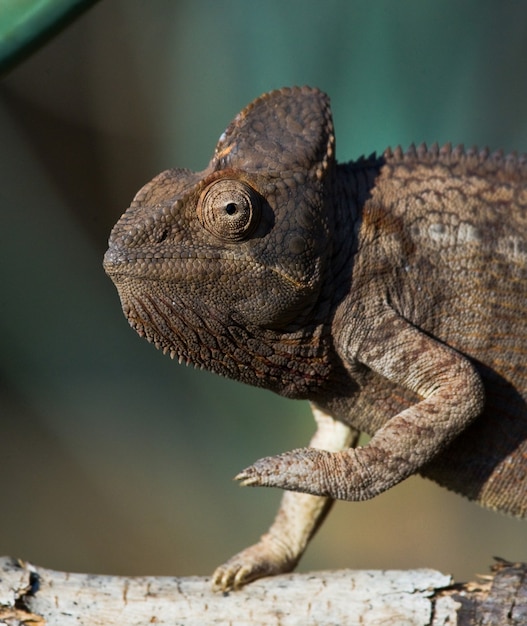 El camaleón está sentado en una rama. Madagascar.