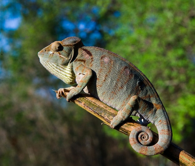 El camaleón está sentado en una rama. Madagascar.