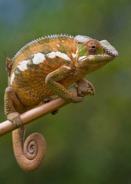 El camaleón está sentado en una rama. Madagascar.