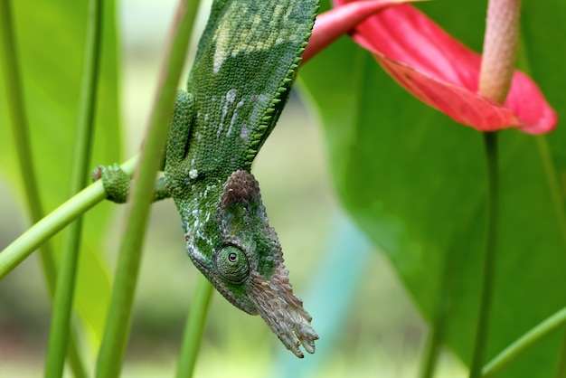 Camaleón de Fischer colgado de un árbol