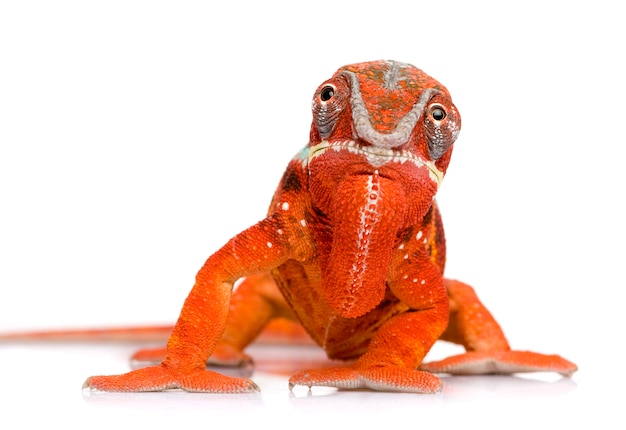 Foto camaleón furcifer pardalis - ambilobein frente sobre un blanco aislado