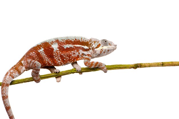 Camaleón Furcifer Pardalis, Masoala en frente sobre un blanco aislado