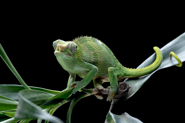 Camaleón hembra fischer closeup en árbol