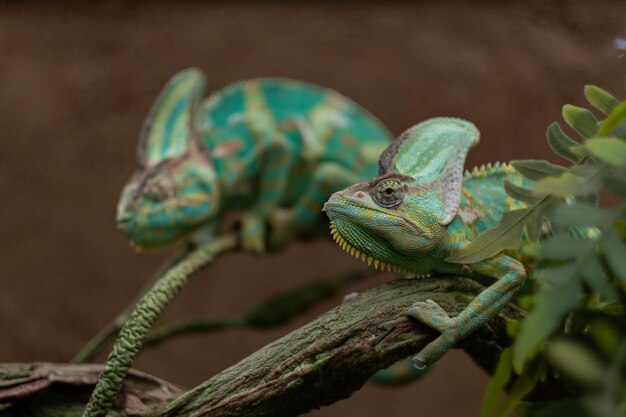 Camaleón lagarto con fondo borroso