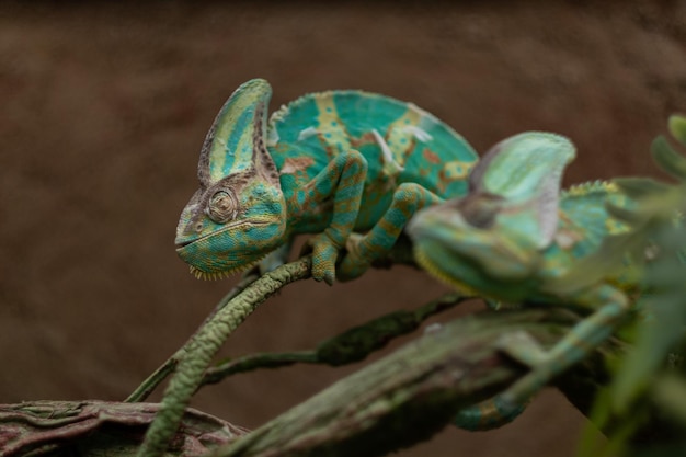 Camaleón lagarto con fondo borroso