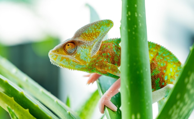 Camaleón lagarto con fondo borroso