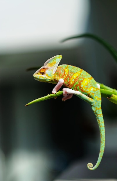 Camaleón lagarto con fondo borroso