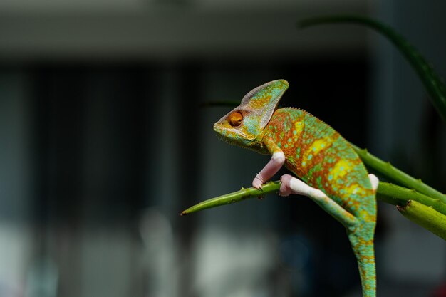 Camaleón lagarto con fondo borroso