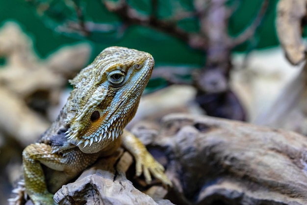 Un camaleón lagarto shchetinisty