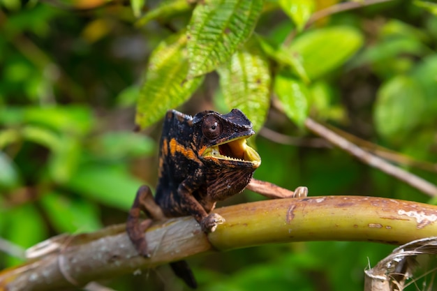 Un camaleón se mueve a lo largo de una rama en una selva tropical en Madagascar