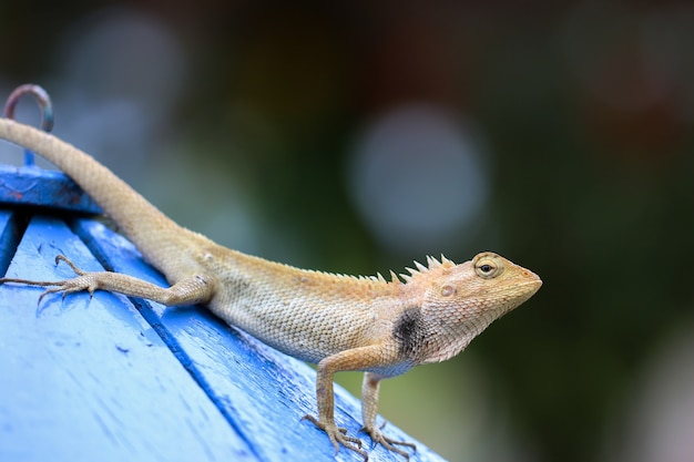 Foto un camaleón parado en un poste