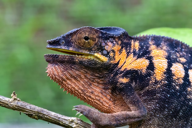 Un camaleón en primer plano en un parque nacional de Madagascar