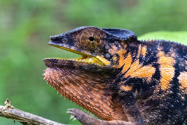 Un camaleón en primer plano en un parque nacional de Madagascar