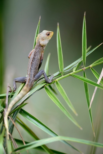 Camaleón en la rama de un árbol en Sri Lanka