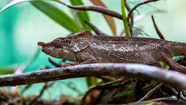 Camaleón en una rama en la Reserva Vakona, Andasibe. Madagascar