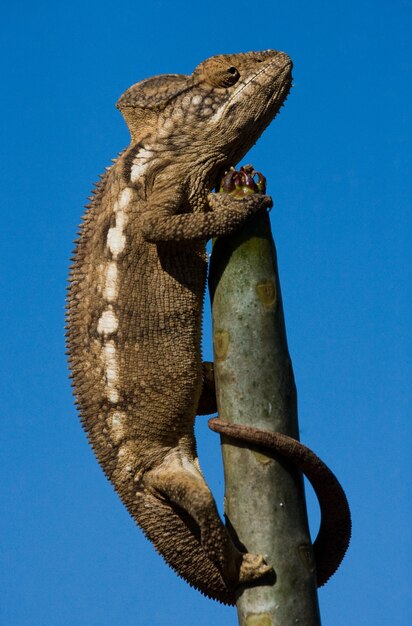 Foto el camaleón está sentado en una rama. madagascar.