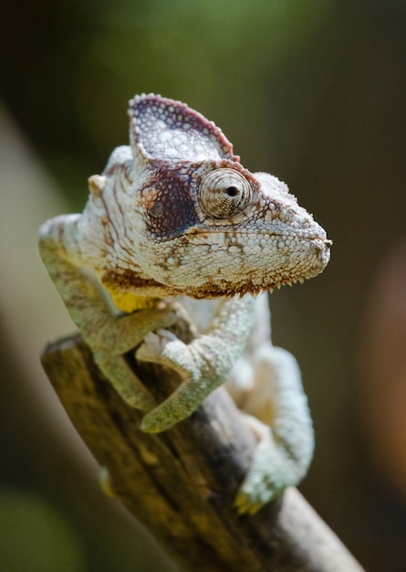 Foto el camaleón está sentado en una rama. madagascar.