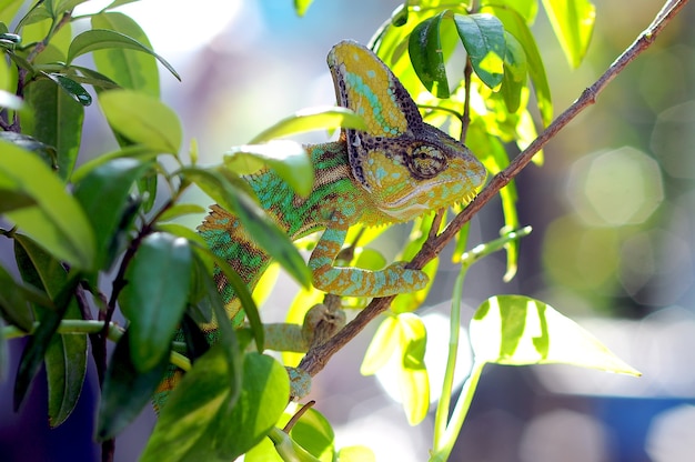 camaleón velado entre las hojas en camuflaje