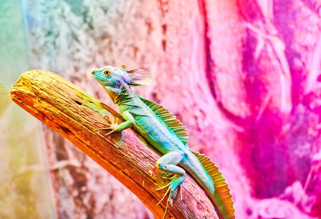 Foto camaleón verde mirando a la cámara en un acuario sentado en la rama de un árbol