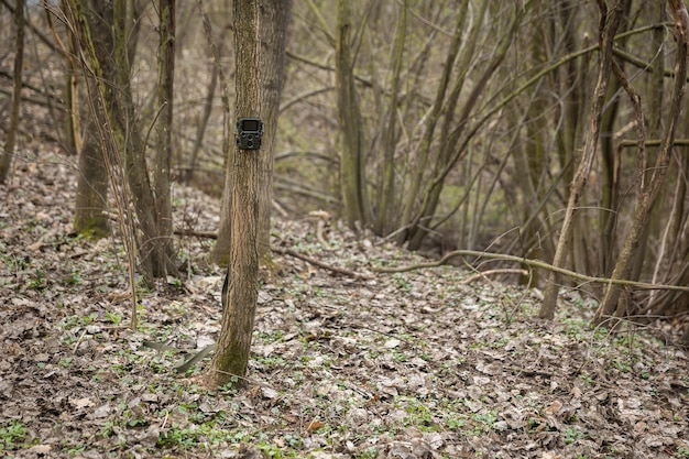 Cámara de caza pequeña unida a un árbol delgado en el bosque de primavera