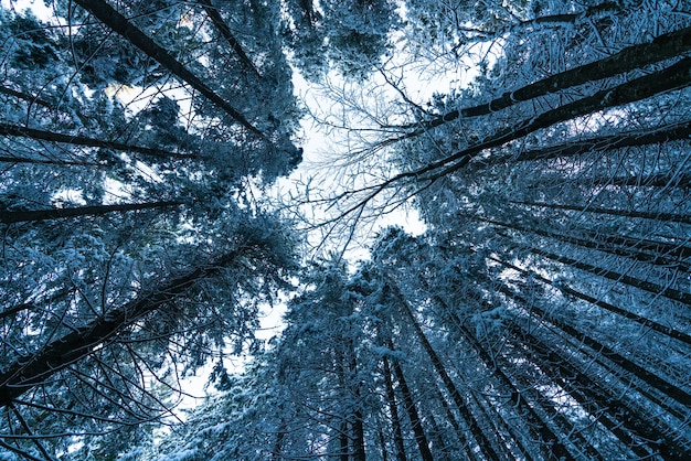 La cámara está dirigida hacia las copas de los árboles, video en tiempo real UHD 4K