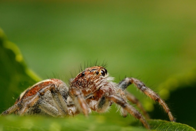 Cámara frente a la araña saltadora