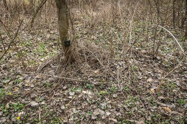 Cámara de rastreo instalada a baja altura para animales pequeños en el bosque de primavera