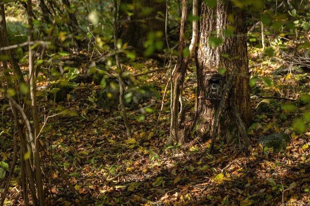 Cámara trampa camuflada adjunta a un árbol en el bosque con espacio de copia