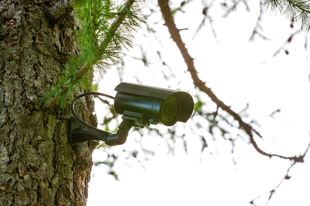 Cámara de vigilancia en el árbol