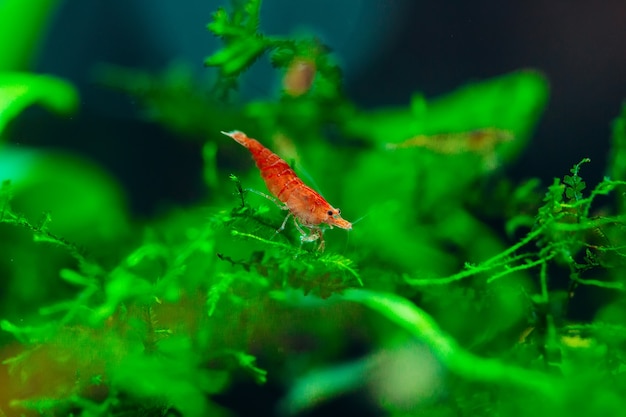 Camarão anão na folha no aquário de água doce