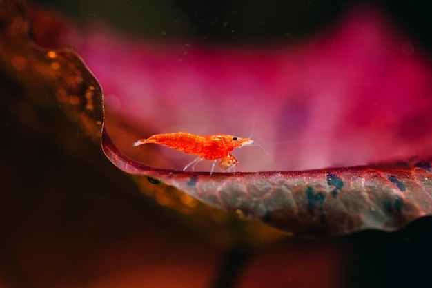 Foto camarão anão vermelho ou cereja de grande fogo com fundo verde em tanque de aquário de água doce.