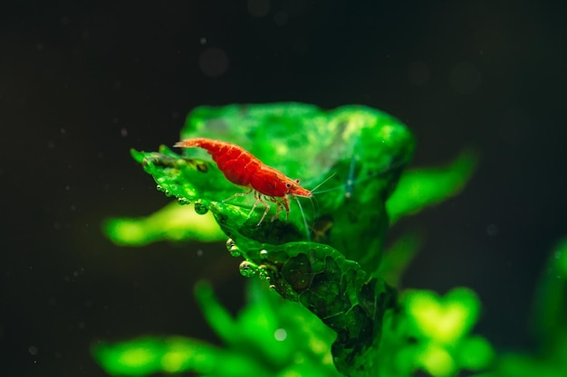 Camarão anão vermelho ou cereja de grande fogo com fundo verde em tanque de aquário de água doce.