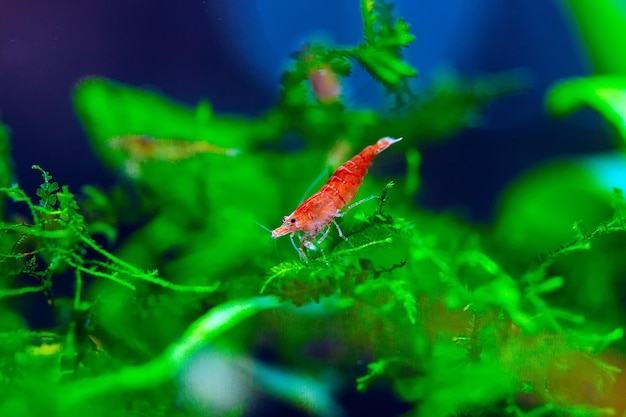 Camarão anão vermelho ou cereja de grande fogo com fundo verde em tanque de aquário de água doce.