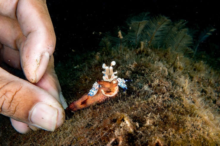 Foto camarão arlequim hymenocera elegans picta de perto