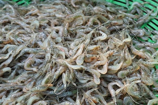 Foto camarão de água doce littel