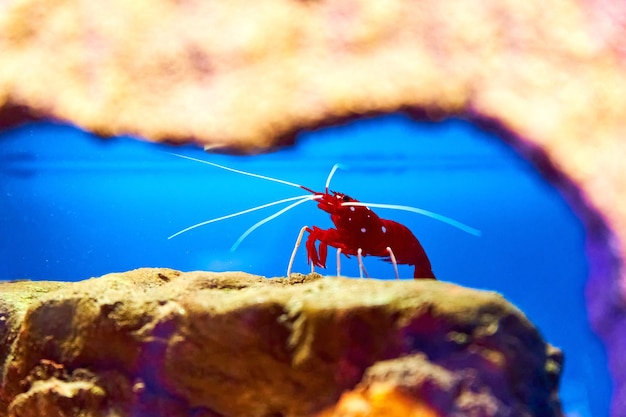 Camarão do mar no aquário Habitantes do mundo subaquático