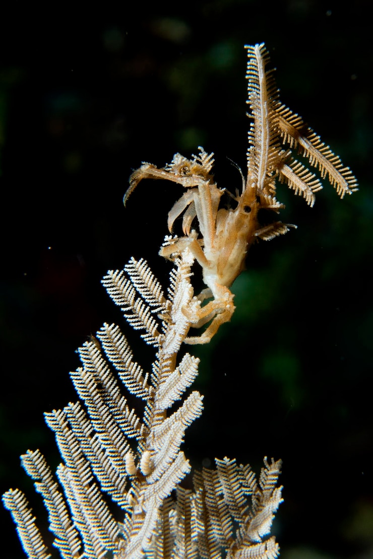 Foto camarão em coral mole