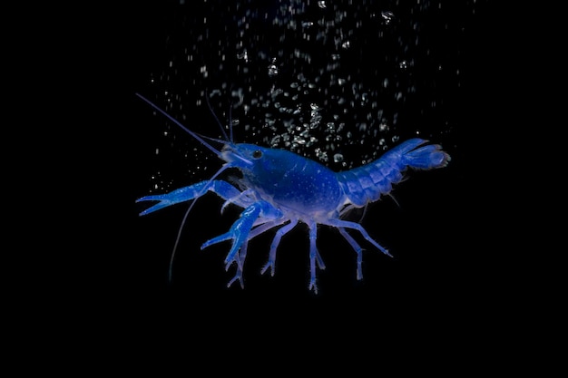 Camarão lagosta azul isolado em fundo preto