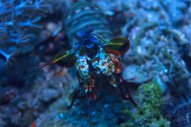 camarão mantis subaquático / cena subaquática em um recife de coral, mar tropical, criatura incomum, macro